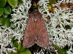 Rødt fjellengfly (Apamea kuusamoensis)