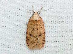 Agonopterix angelicella