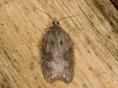 Lønnebladflatvikler (Acleris sparsana)