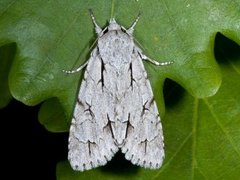 Psikveldfly (Acronicta psi)