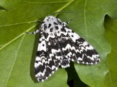 Bartremunkefly (Panthea coenobita)