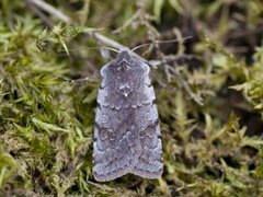 Fiolett vårfly (Cerastis rubricosa)