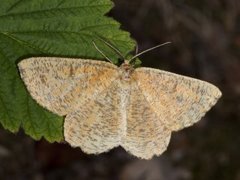 Strekmåler (Angerona prunaria)