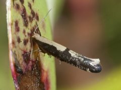 Rognebærmøll (Argyresthia conjugella)