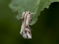 Tannet perikumfly (Actinotia polyodon)