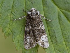 Askekveldfly (Craniophora ligustri)