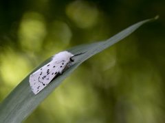 Punkttigerspinner (Spilosoma lubricipeda)