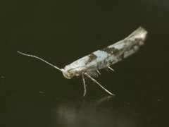 Argyresthia sorbiella