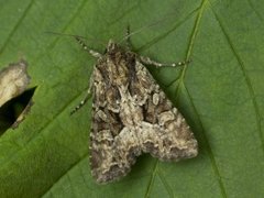 Slåttengfly (Apamea remissa)