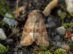 Rødgult engfly (Oligia fasciuncula)