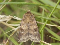 Engteglfly (Diarsia florida)