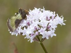 Mindre båndmetallfly (Diachrysia stenochrysis)