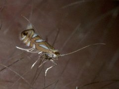 Phyllonorycter junoniella