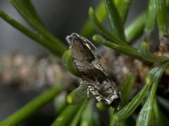 Tyttebærhakevikler (Rhopobota ustomaculana)