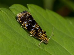 Spireaprydvikler (Celypha siderana)