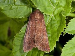 Rødt fjellengfly (Apamea kuusamoensis)