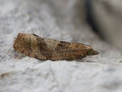 Augustkveldvikler (Epinotia solandriana)