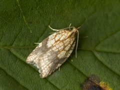 Nettflatvikler (Acleris rhombana)