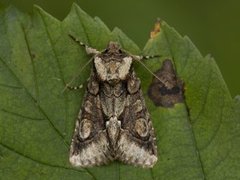 Irrfly (Allophyes oxyacanthae)