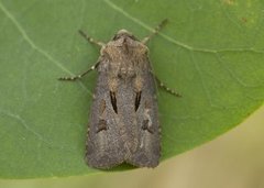 Åkerjordfly (Agrotis exclamationis)