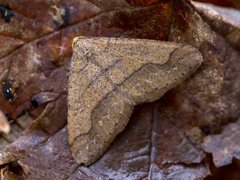 Vårfrostmåler (Agriopis marginaria)