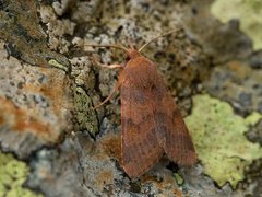 Rødt høstfly (Agrochola helvola)