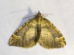 Blåbærmåler (Eulithis populata)