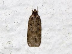 Agonopterix heracliana