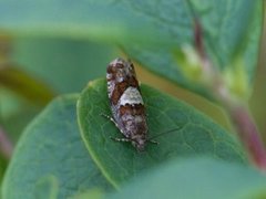 Blokkebærkveldvikler (Epinotia gimmerthaliana)