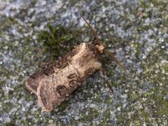 Brunpudret jordfly (Agrotis clavis)