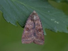 Augustteglfly (Diarsia dahlii)