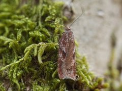 Kystflatvikler (Acleris hyemana)