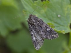 Kålfly (Mamestra brassicae)