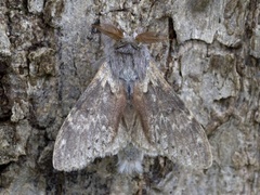 Ekorntannspinner (Stauropus fagi)