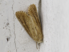 Marehalmfly (Longalatedes elymi)