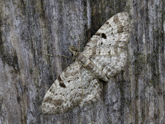 Stor kongledvergmåler (Eupithecia abietaria)