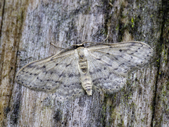 Grå engmåler (Idaea seriata)