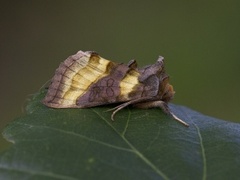 Større båndmetallfly (Diachrysia chrysitis)