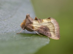 Mindre båndmetallfly (Diachrysia stenochrysis)