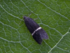 Syncopacma cinctella/taeniolella/suecicella