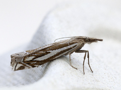 Tannebbmott (Crambus pratella)