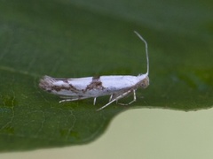 Argyresthia ivella