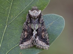 Irrfly (Allophyes oxyacanthae)