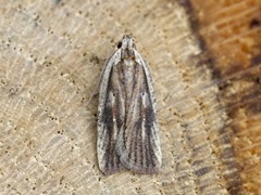 Agonopterix nervosa