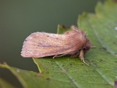 Starrfly (Denticucullus pygmina)