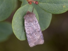 Barskogfly (Protolampra sobrina)