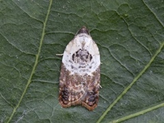 Marmorflatvikler (Acleris variegana)