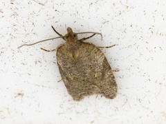 Jordbærflatvikler (Acleris comariana)