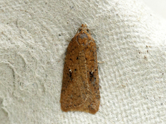 Eikeflatvikler (Acleris ferrugana)