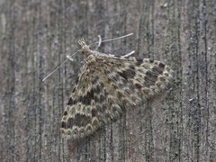 Kaprifolfingermøll (Alucita hexadactyla)